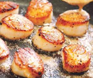 Seared fresh scallops